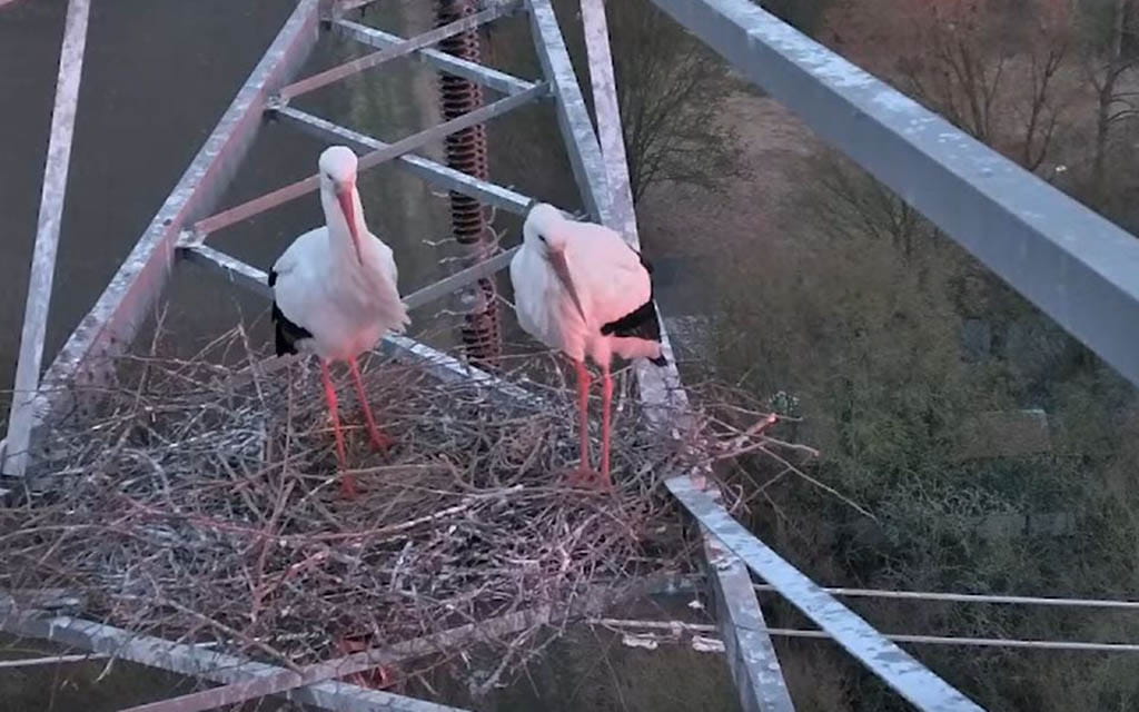 Störche im Nest auf einem Strommast